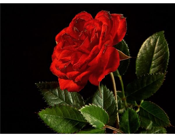 Red Rose (public domain image)