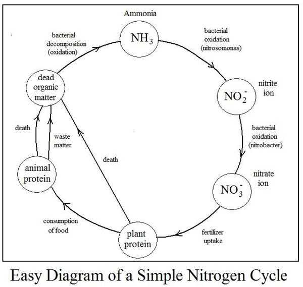 Chart On Nitrogen Cycle