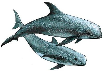 Grampus griseus Risso’s dolphins