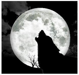 Why Wolves Howl at the Moon: Truth or Fiction?