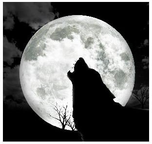 Why Wolves Howl At The Moon Truth Or Fiction Brighthub Education