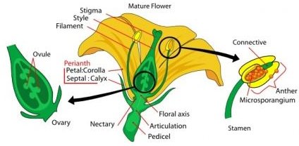 The Male and Female Reproductive Parts of A Flower ...