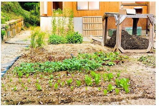 Backyard Garden & Compost