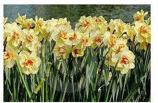 daffodils william wordsworth analysis