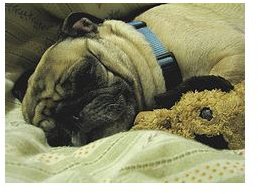 How Does Sleep Work in Animals: Do Smart Animals Really Need More REM Sleep? Find Out More About the Connection Between Intelligence and REM Sleep