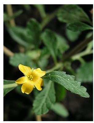 Learn the Benefits of Damiana Leaf