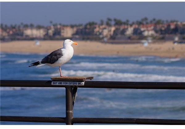 Bird at the beach