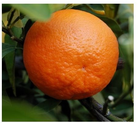 Health Benefits of Tangerines | Preparing Tangerine Peels