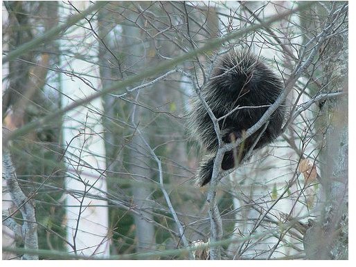 Learn About Porcupines: Habitat, Diet, Reproduction & Behavior of These Spiny Creatures