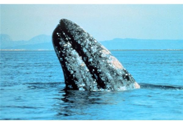 Skinny Whale Syndrome: Eastern Pacific Gray Whales are Starving