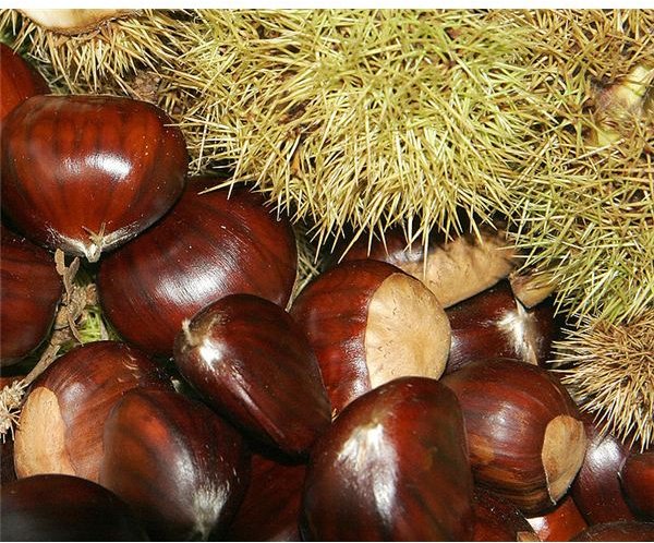 chestnuts