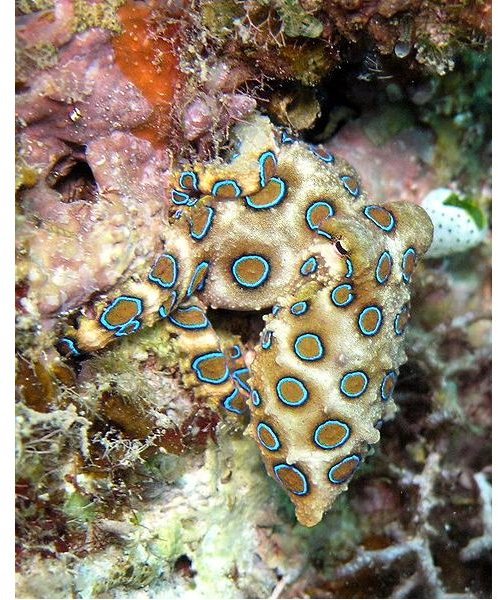 Learn About the Blue Ringed Octopus: Tiny But Deadly