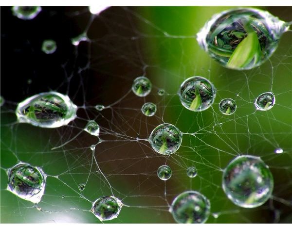 Spider-web water drops