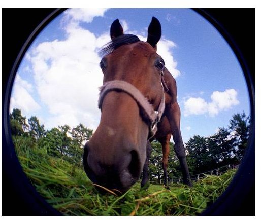 Tips on How to Use a Fisheye Lens to Take Great Pictures