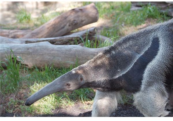 Giant Anteater: Characteristics, Diet, Reproductive Habits, Lifestyle and Endangered Species Status
