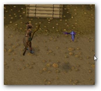 Wimpy Bird in Runescape