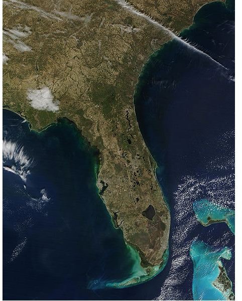 Biodiversity of Florida: Marine Creatures