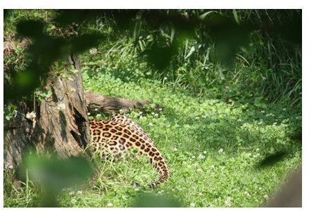 At noon, zoo photographers can only take pictures of the leopard&rsquo;s tail
