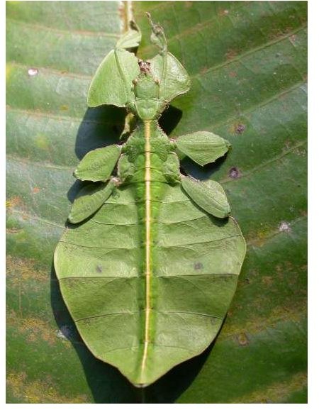 Leaf Insect