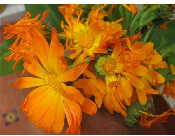 The Healing Power of Flowers:  Learn About the Science of Healing with Flowers