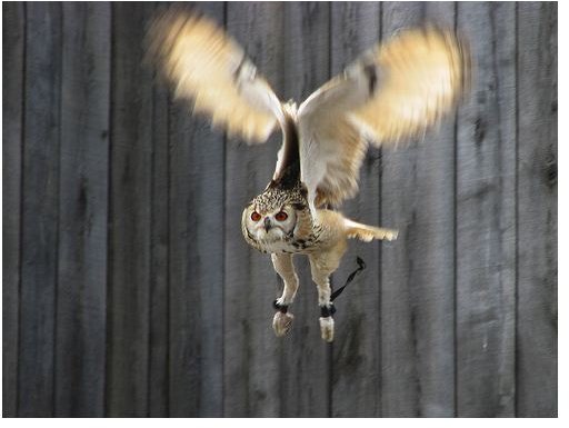 Capturing a bird in motion