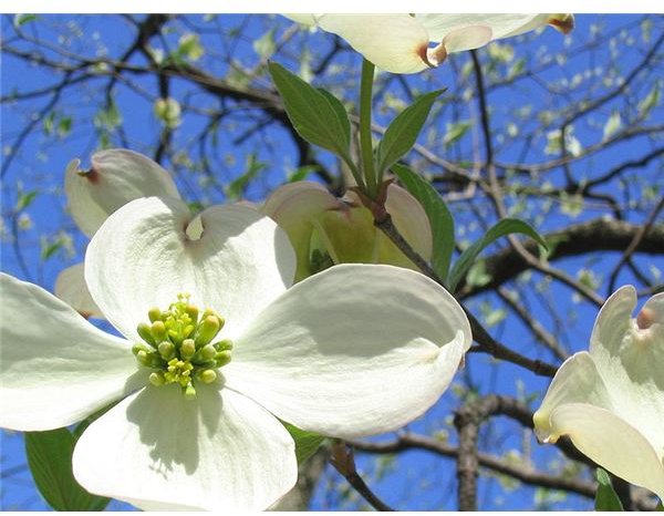 A spotlight on dogwood trees