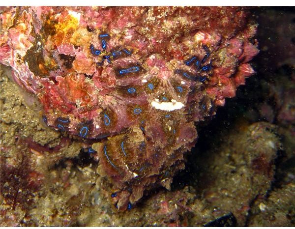 Blue Ringed Octopus 2