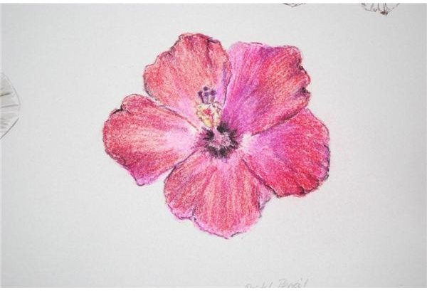 pastel pencil of hibiscus by Robyn Clarke