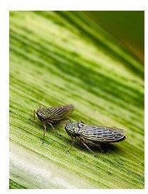 Black Faced Leafhopper