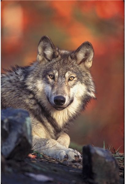 Gray Wolf USFWS