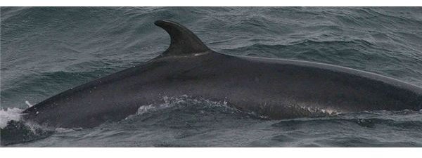 MinkeWhale