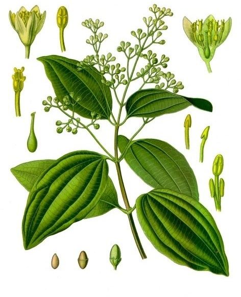 Cinnamon Tea: Learn the Health Benefits of Cinnamon Tea