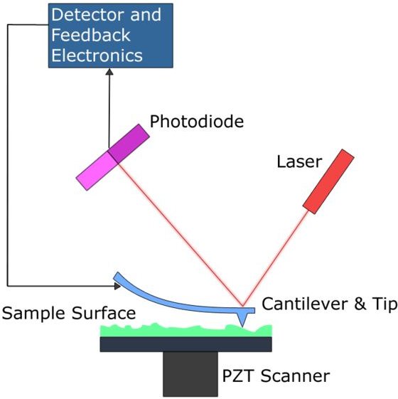 Atomic Force Microscopy - AFM (Contact Scanning Mode)