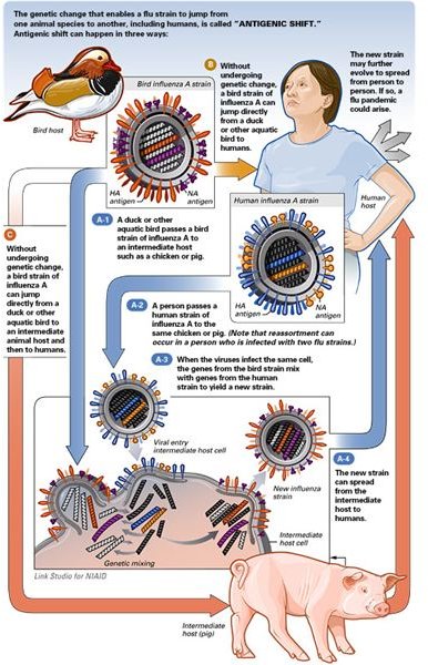 What is Antigenic Shift?