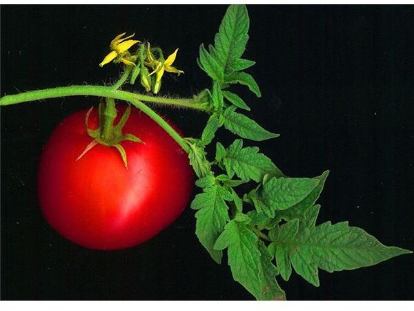 Tomato scanned