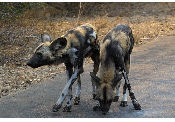 The African Wild Dog