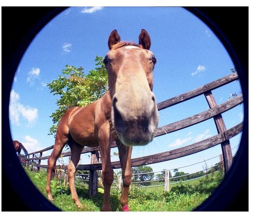 Fisheye Horse