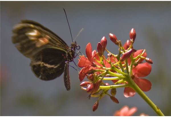 Butterfly via a Composer and +4 macro lens.