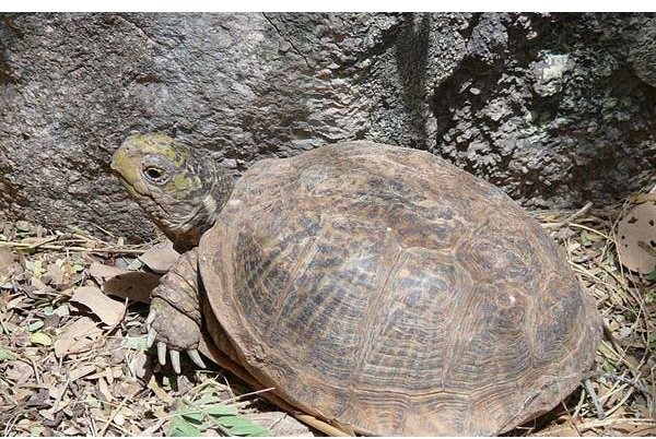 Box Turtle