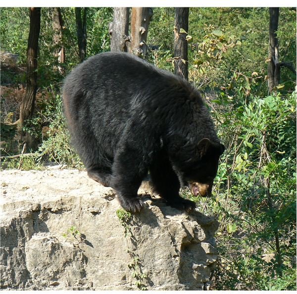 All About the Black Bear