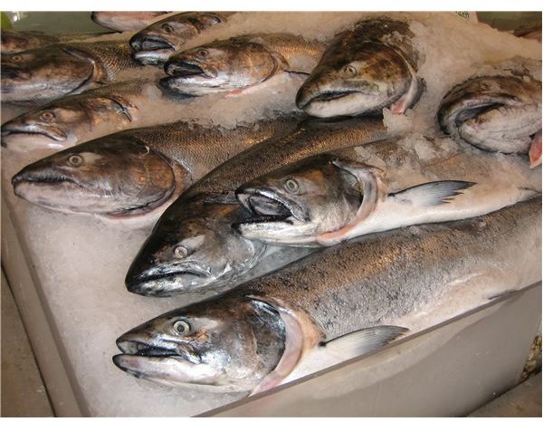 Salmon for sale