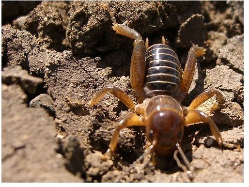 Species Spotlight:  Jerusalem Crickets