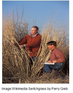 Switchgrass from Perry Gleb