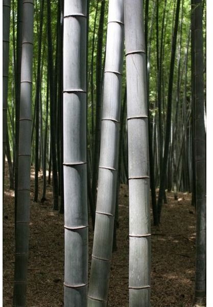 Why is Bamboo More Environmentally Friend? A Renewable Alternative to Wood & Cotton