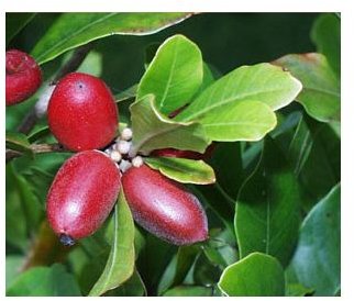 Discover the Miracle Berry that Turns Sour to Sweet