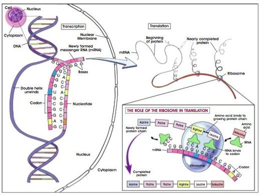 Frameshift mutations and their effect on proteins