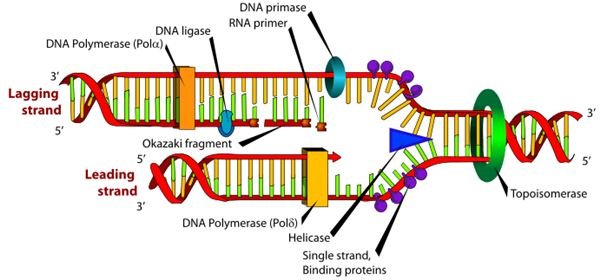 What is DNA Replication and What Happens During DNA Replication?
