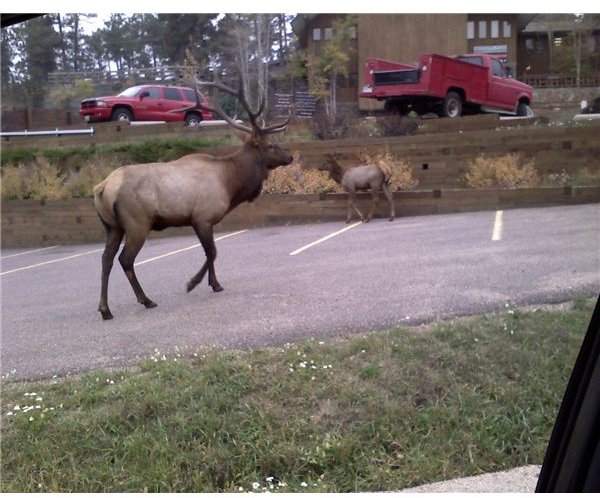 Elk Herd Downtown Evergreen Colorado