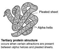 Protein tertiary structure