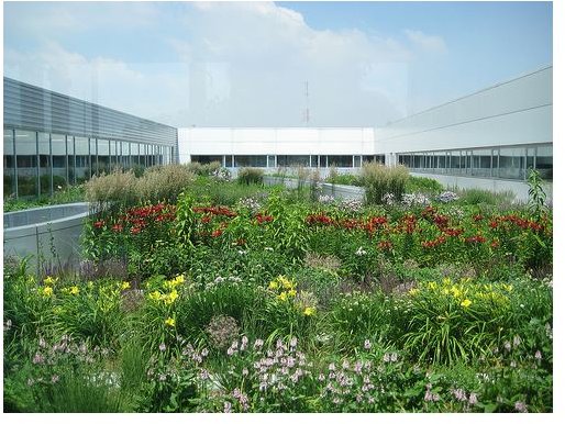 Prevent Biodiversity Loss With A Roof Garden